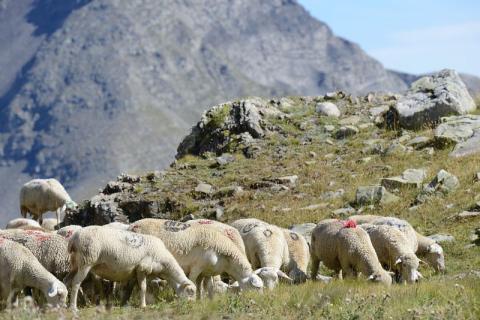 Troupeau d'ovins au lac Jumeau - Pastoralisme © Rodolphe Papet - PNE