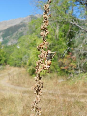 Ecole Freissinières - projet 2016-2017 avec le Parc national des Ecrins sur les insectes