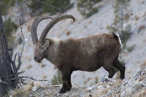 projet pédagogique Freney d'Oisans avec le Parc national des Ecrins - animaux sauvages - 2017-2018