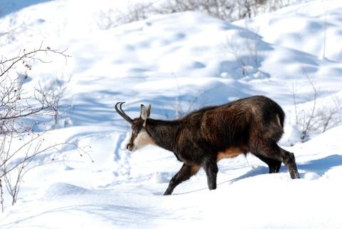 projet pédagogique Freney d'Oisans avec le Parc national des Ecrins - animaux sauvages - 2017-2018