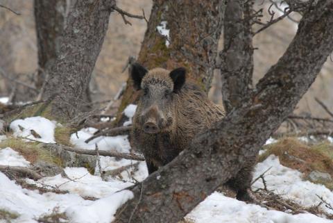 projet pédagogique Freney d'Oisans avec le Parc national des Ecrins - animaux sauvages - 2017-2018