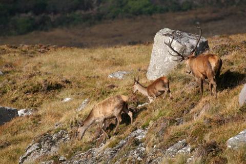 projet pédagogique Freney d'Oisans avec le Parc national des Ecrins - animaux sauvages - 2017-2018