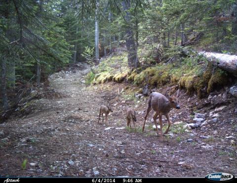 projet pédagogique Freney d'Oisans avec le Parc national des Ecrins - animaux sauvages - 2017-2018