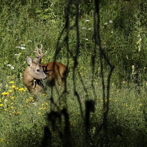 projet pédagogique Freney d'Oisans avec le Parc national des Ecrins - animaux sauvages - 2017-2018