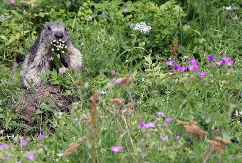 projet pédagogique Freney d'Oisans avec le Parc national des Ecrins - animaux sauvages - 2017-2018