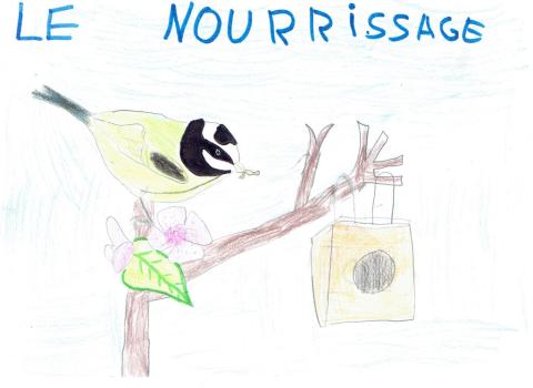 Mésange charbonnière - projet pédagogique école La Bessée - 2017-2018 avec le Parc national des Écrins