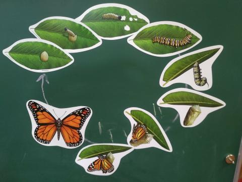 Jeunes découvreurs La Grave - Tout sur les papillons avec le parc national des Écrins - 2018-2019