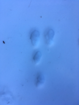 Sortie sur les traces des loups pour les jeunes de l'ITEP de Savines