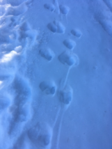 Sortie sur les traces des loups pour les jeunes de l'ITEP de Savines