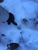 Sortie sur les traces des loups pour les jeunes de l'ITEP de Savines