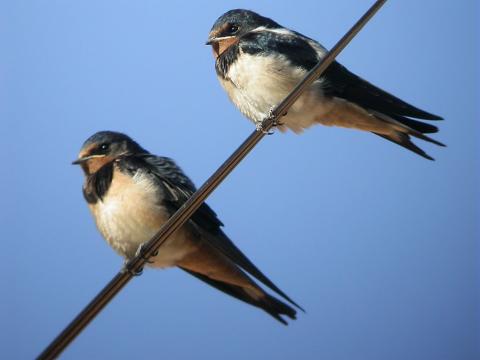 Hirondelles rustiques © D. Combrisson - PNE