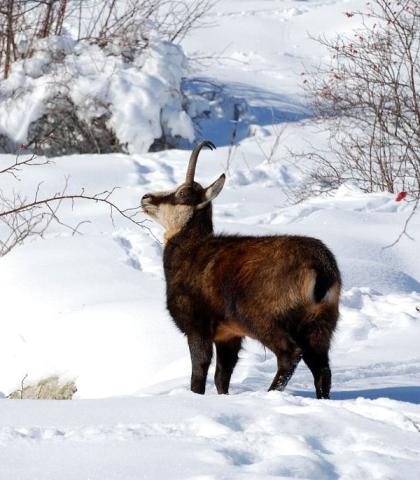 Chamois en hiver © D. Fiat - PNE