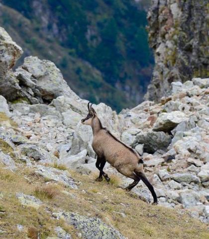 Chamois en fin d'été © R. Papet - PNE