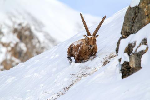 Bouquetin dans la neige © C. Coursier - PNE