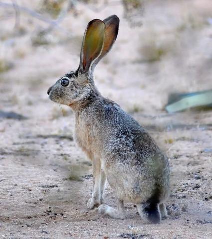Lièvre de Californie © Animalia.bio - CC BY-SA 3.0 Deed
