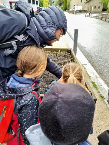 Des jeunes pousses d'arbres dans la jardinière