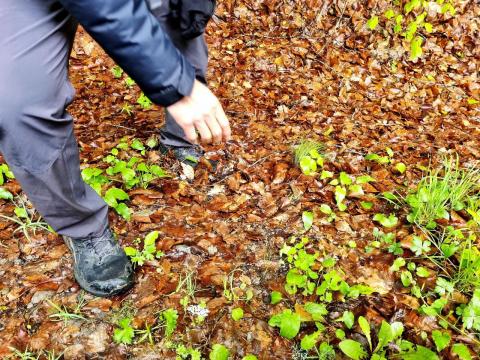 L'euphorbe libère un lait toxique lorsqu'on la cueille