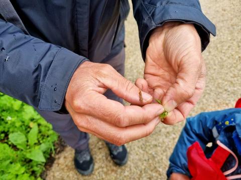 Oh, un petit asticot s'était enroulé dans la feuille pour en faire son abri