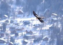 Querelle entre un aigle et un gypaète - fev 2010 © C-Couloumy - Parc national des Ecrins