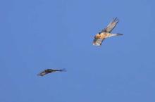 Querelle entre un aigle et un gypaète - fev 2010 © C-Couloumy - Parc national des Ecrins