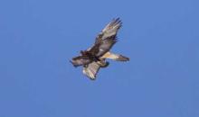 Querelle entre un aigle et un gypaète - fev 2010 © C-Couloumy - Parc national des Ecrins