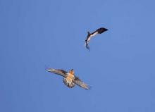Querelle entre un aigle et un gypaète - fev 2010 © C-Couloumy - Parc national des Ecrins