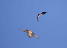 Querelle entre un aigle et un gypaète - fev 2010 © C-Couloumy - Parc national des Ecrins