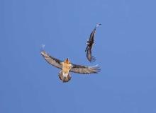 Querelle entre un aigle et un gypaète - fev 2010 © C-Couloumy - Parc national des Ecrins