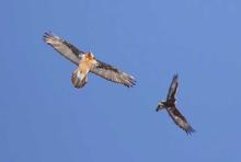 Querelle entre un aigle et un gypaète - fev 2010 © C-Couloumy - Parc national des Ecrins