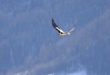 Querelle entre un aigle et un gypaète - fev 2010 © C-Couloumy - Parc national des Ecrins