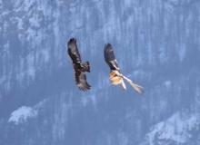 Querelle entre un aigle et un gypaète - fev 2010 © C-Couloumy - Parc national des Ecrins