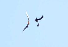 Querelle entre un aigle et un gypaète - fev 2010 © C-Couloumy - Parc national des Ecrins