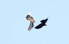 Querelle entre un aigle et un gypaète - fev 2010 © C-Couloumy - Parc national des Ecrins