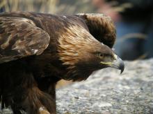 aigle-royal © d-combrisson - Parc national des Ecrins