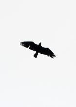 Aigle royal - poste d'observation de Saluces - Comptage aigles royaux parc national des Ecrins - mars 2015 © Steeve Peyron