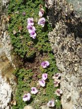 saxifrage à feuilles opposées - programme ecologie verticale - parc national des Ecrins 