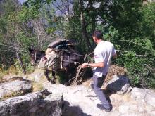 Portage avec une mule @ Ludovic Imbertis - Parc national des Ecrins