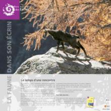 expo faune dans son ecrin - parc national des Ecrins
