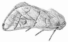 papillon de la processionnaire - dessin Olivier Grosselet - livre insectes Parc national des Ecrins