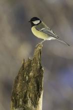 Mésange charbonnière - © Pascal Saulay - Parc national des Ecrins