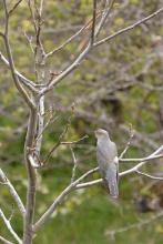 Coucou - © MIreille Coulon - Parc national des Ecrins