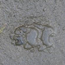 Empreinte Blaireau dans la boue © JP Telmon-  Parc national des Écrins