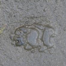 Empreinte Blaireau dans la boue © JP Telmon-  Parc national des Écrins