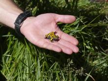 fréquence Grenouille en Embrunais - mai 2017 - photo Parc national des Ecrins
