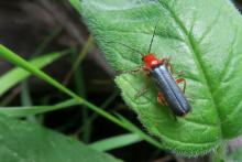 Cantharis cyanipennis - Bidoye - Champsaur - © Parc national des Ecrins