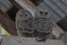 Petites hulottes  © Parc national des Ecrins