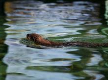 Loutre © Thierry Maillet, Parc national des Ecrins