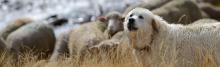 Patou au troupeau - © R.Papet - Parc national des Ecrins