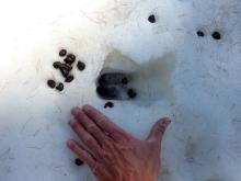 Traces de cerf dans le bois du Casset (le Monêtier les bains) - Cyril Coursier, Parc national des Ecrins