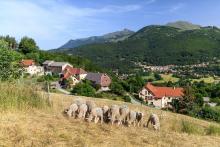 La viande ovine, caprine, bovine et équine © Parc National des Ecrins